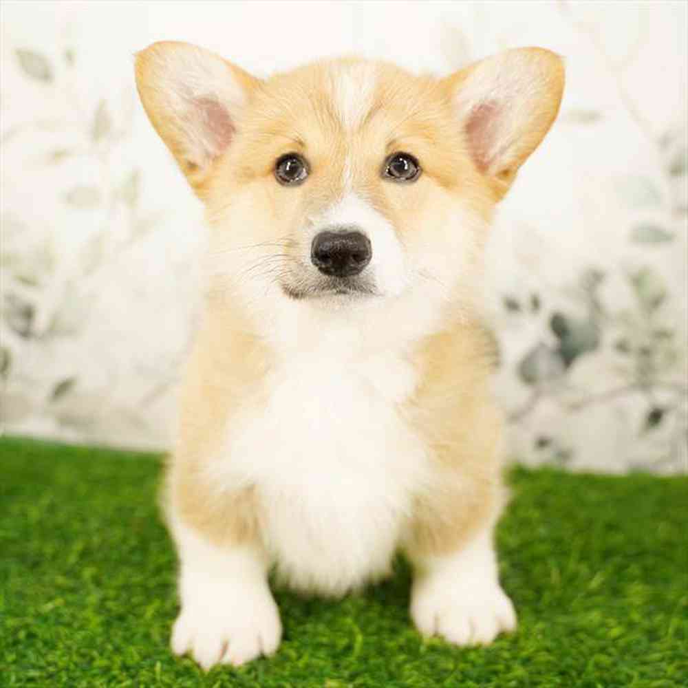 Image of a pet breed in the gallery