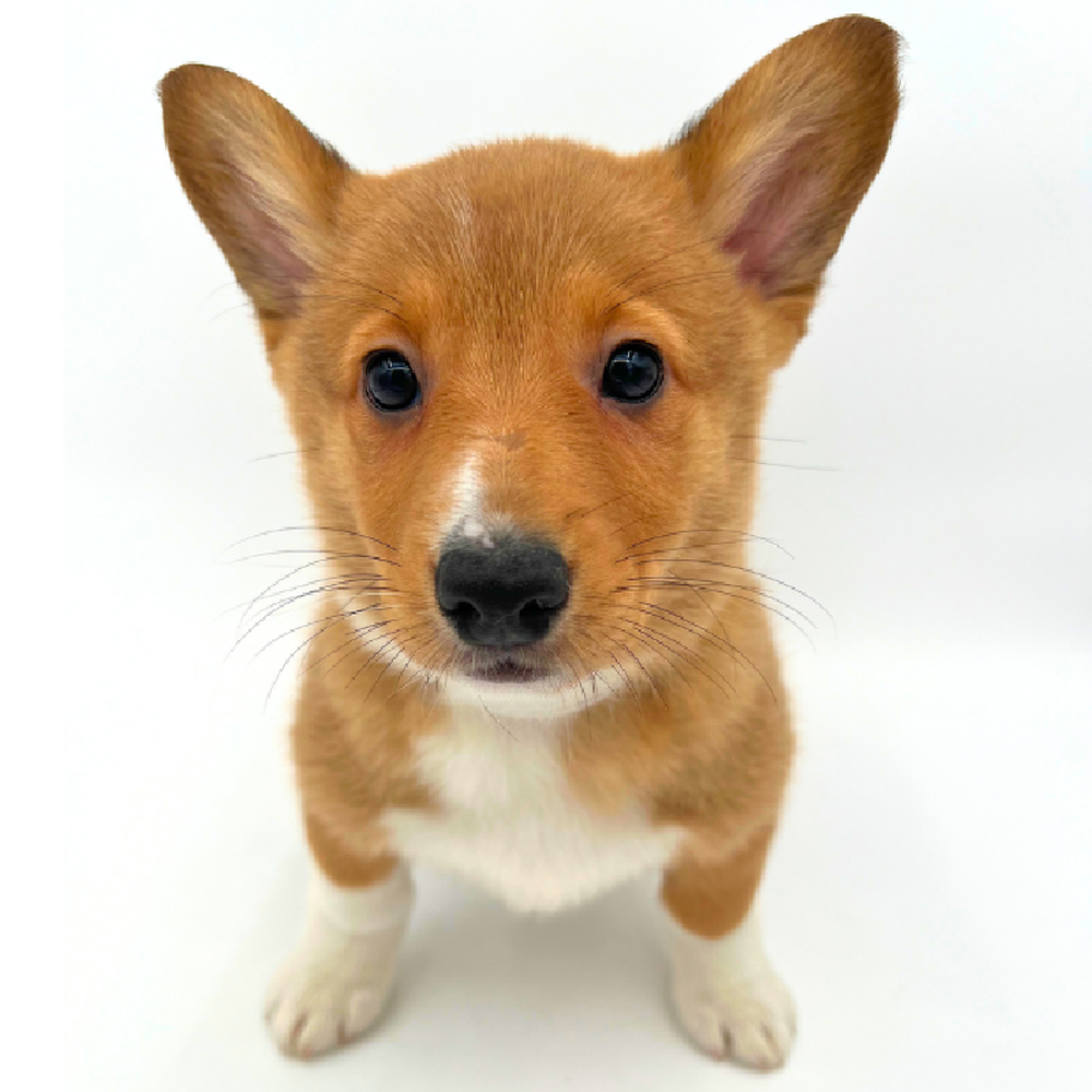carousel pet images