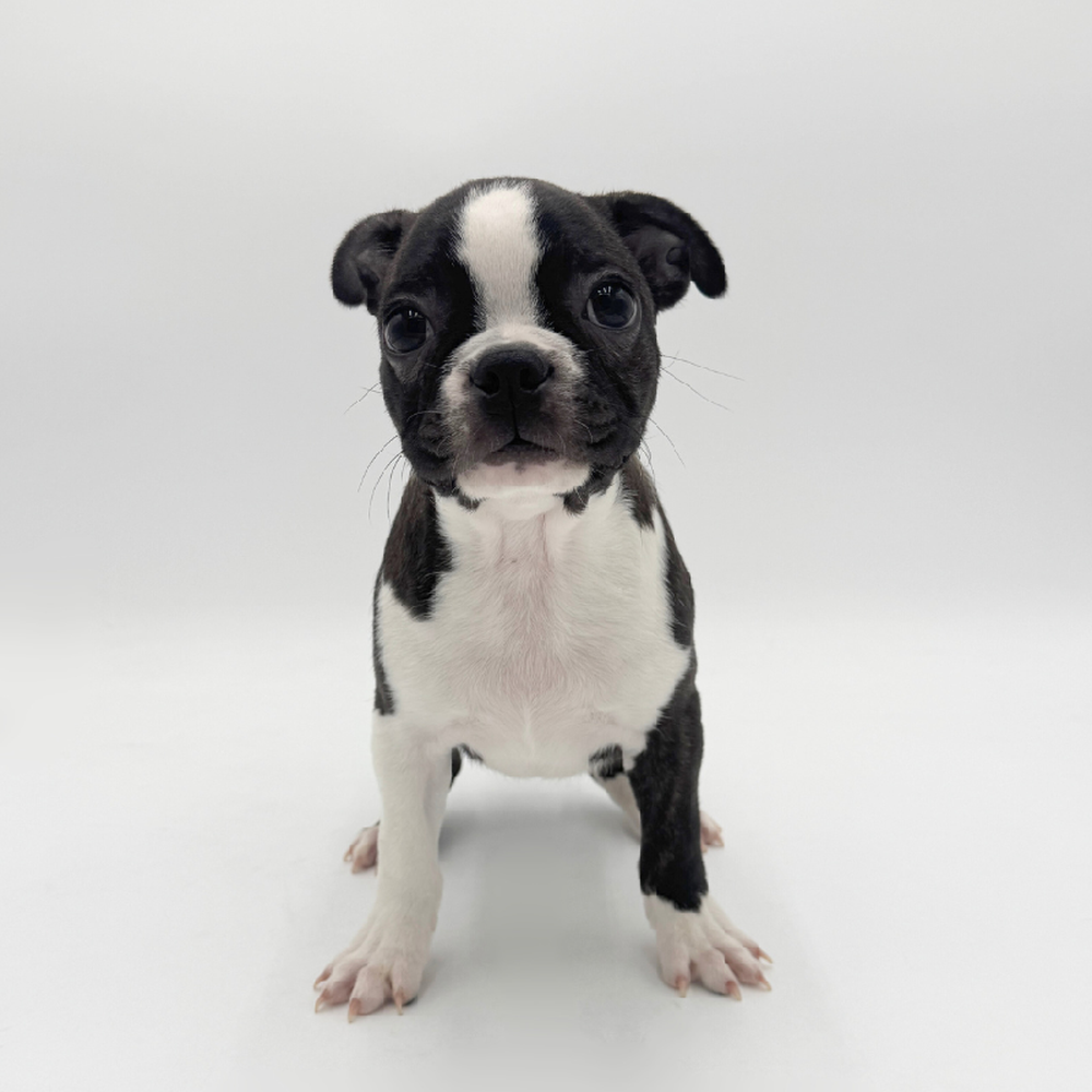 pet breed image