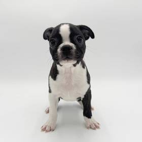 Boston Terrier