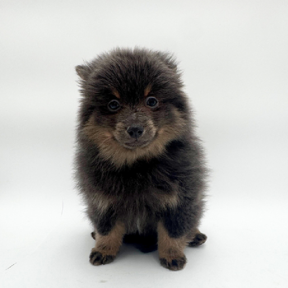 pet breed image