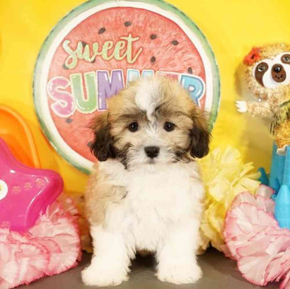 carousel pet images