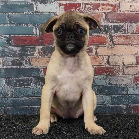Pug