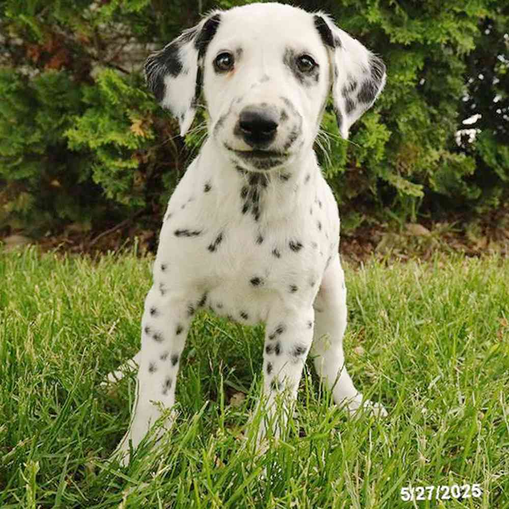 Image of a pet breed in the gallery