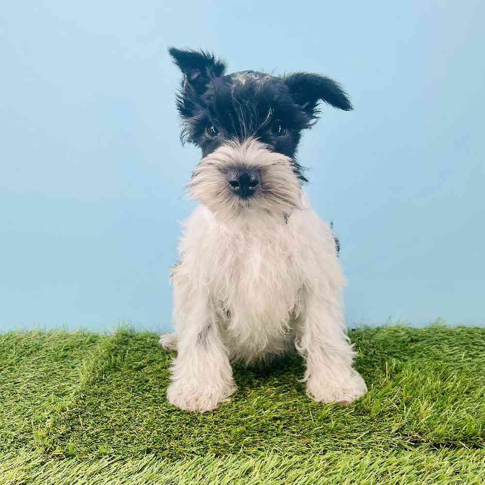 Image of a pet breed in the gallery
