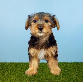 Yorkie