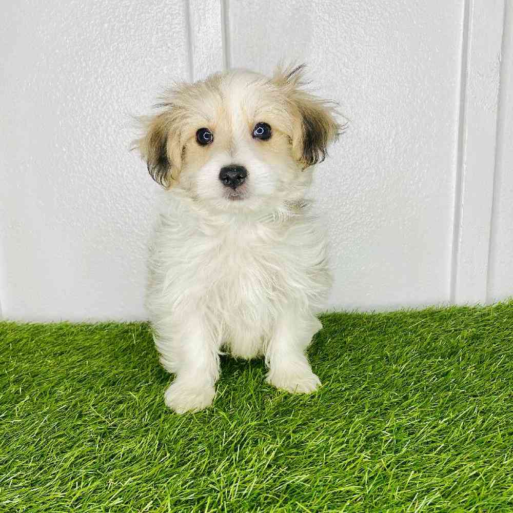 Image of a pet breed in the gallery