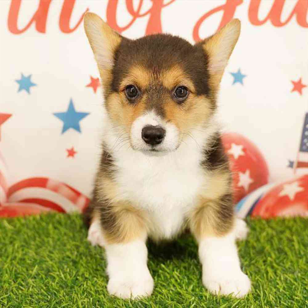 carousel pet images