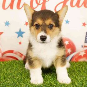 Pembroke Welsh Corgi