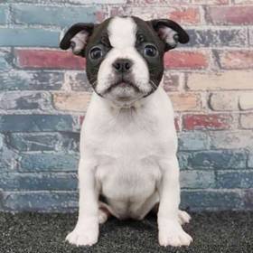 Boston Terrier