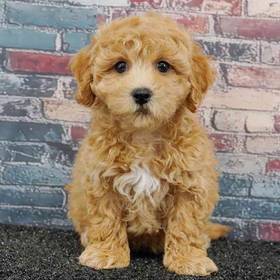Bichapoo