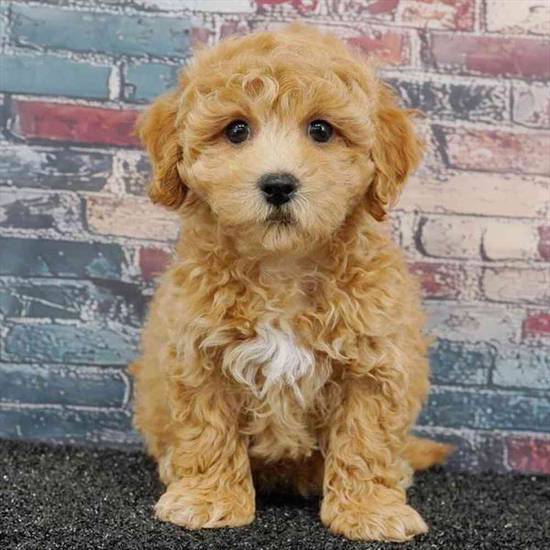 Bichapoo