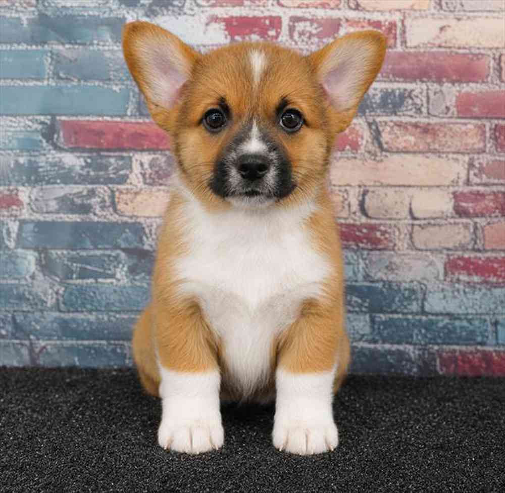 carousel pet images