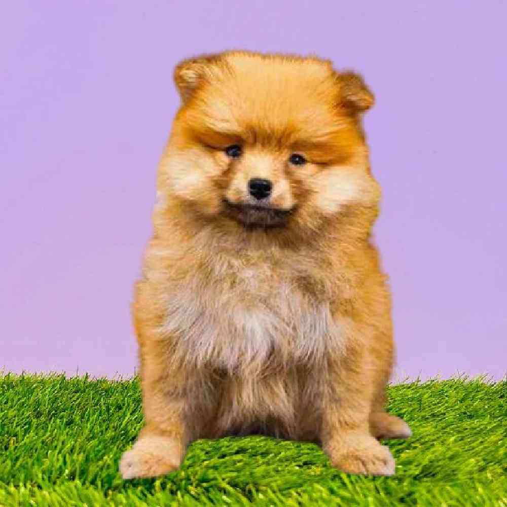 carousel pet images