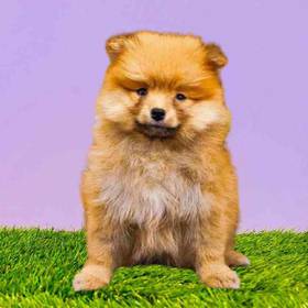 Pomeranian