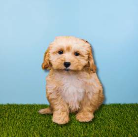 TeddiPoo