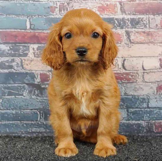 Cavapoo