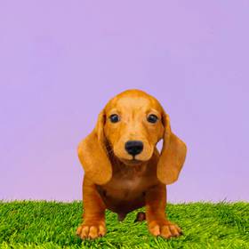 Dachshund