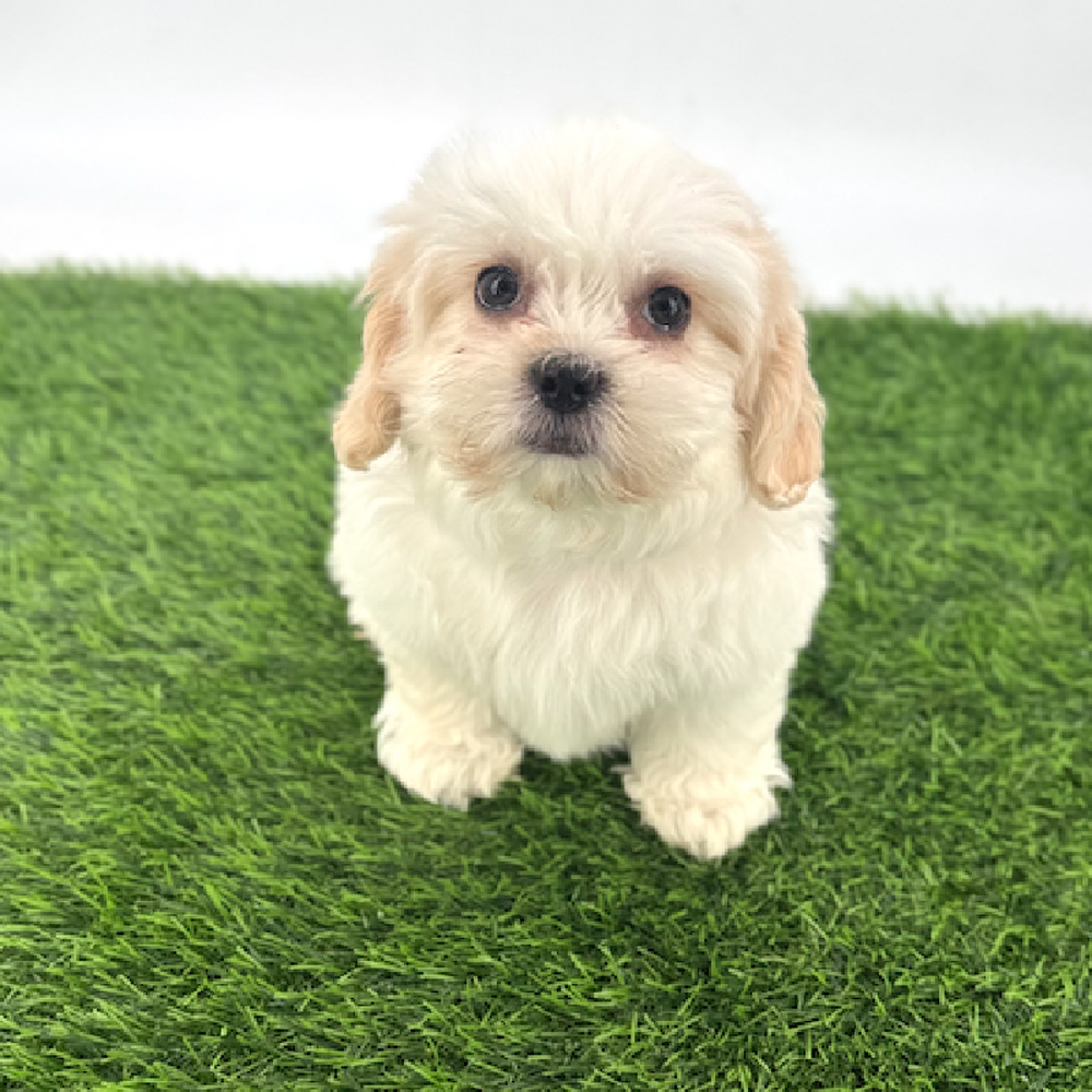 Image of a pet breed in the gallery