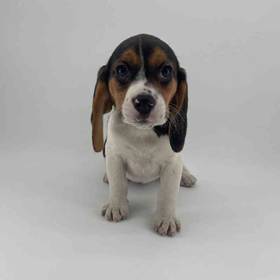 Beagle