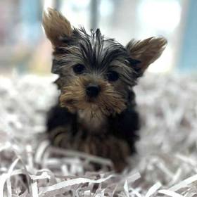 Yorkie