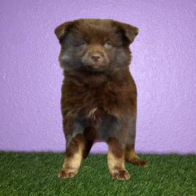 Pomsky