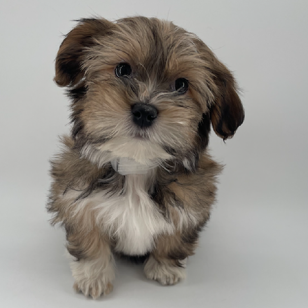 carousel pet images