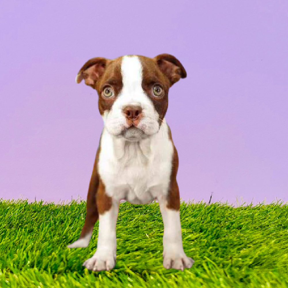 Male Boston Terrier Puppy for Sale in Marietta, GA