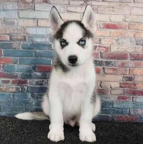 Siberian Husky
