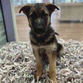 German Shepherd