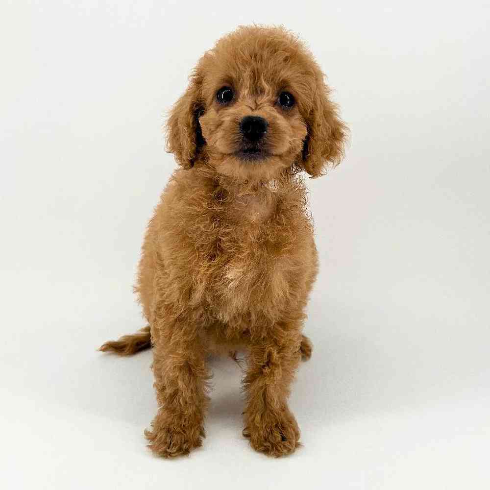 Image of a pet breed in the gallery