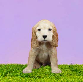 Cocker Spaniel