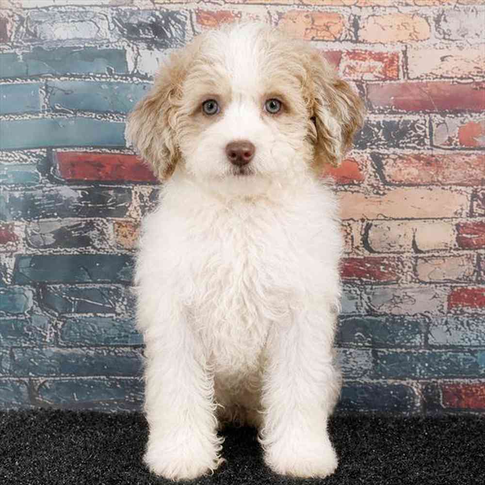 Image of a pet breed in the gallery