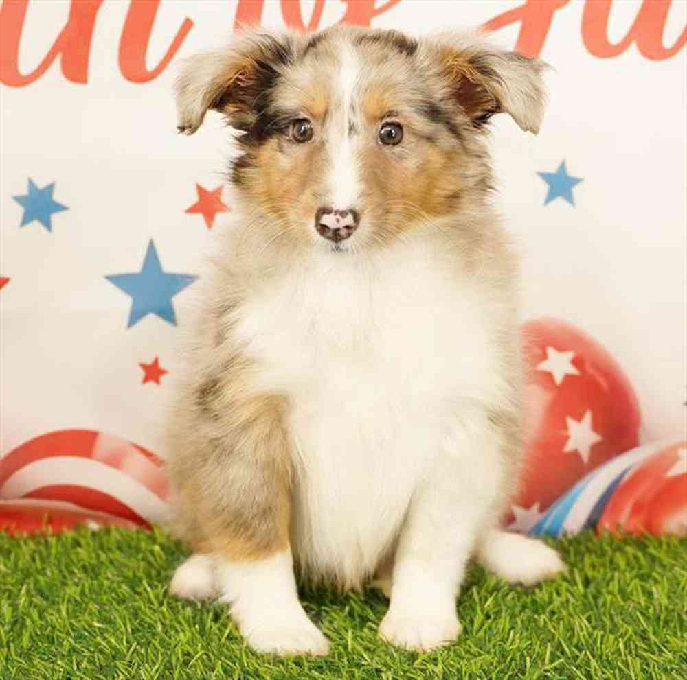 Image of a pet breed in the gallery