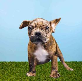 Frenchton