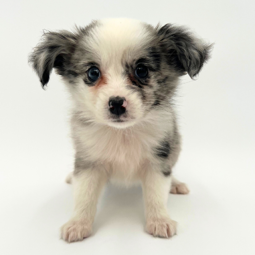 Female Miniature American Shepherd Puppy for Sale in Marietta, GA