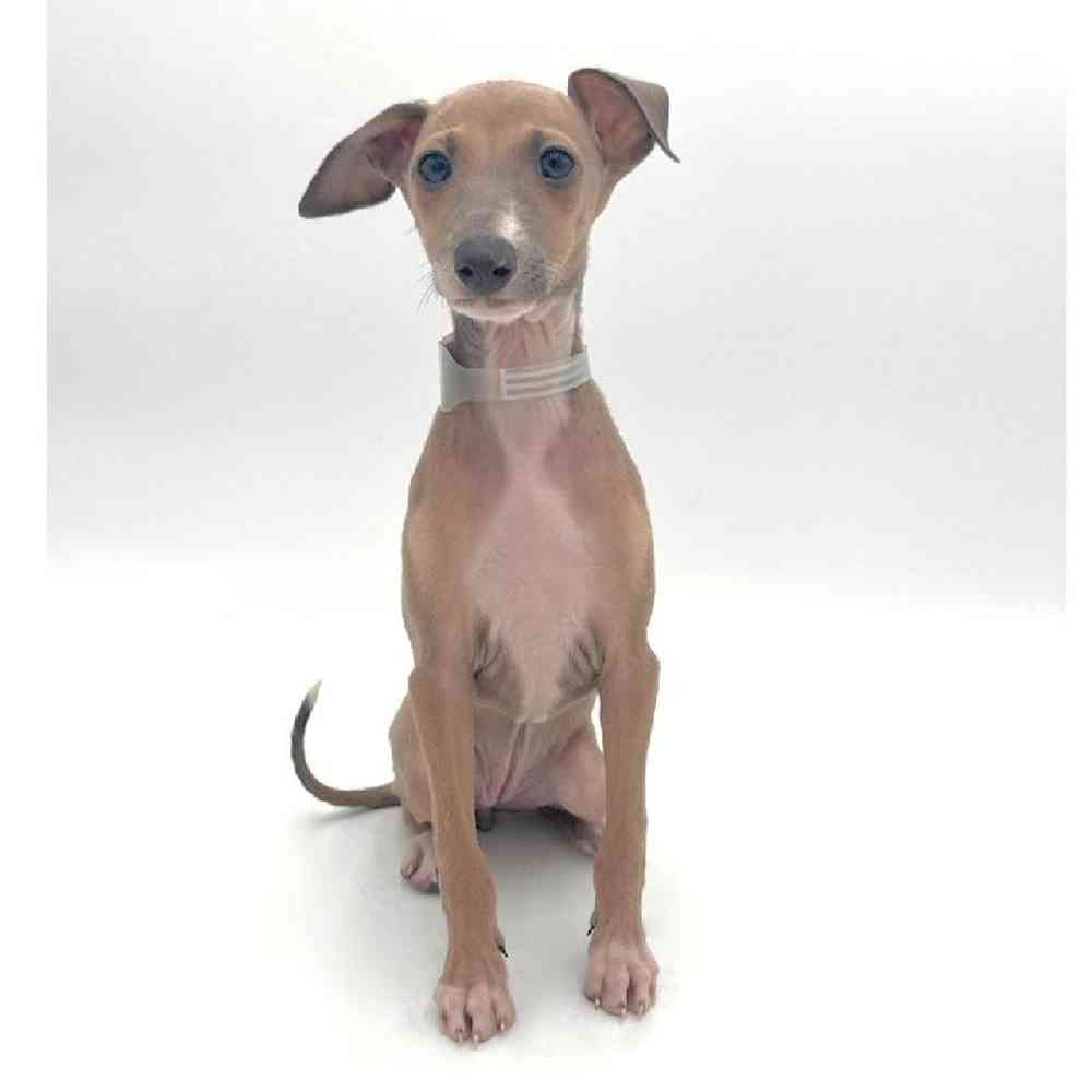 pet breed image