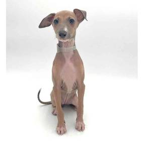 Italian Greyhound