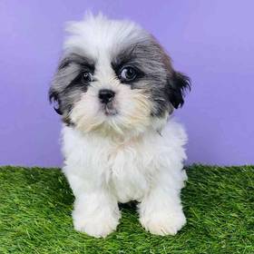Shih Tzu
