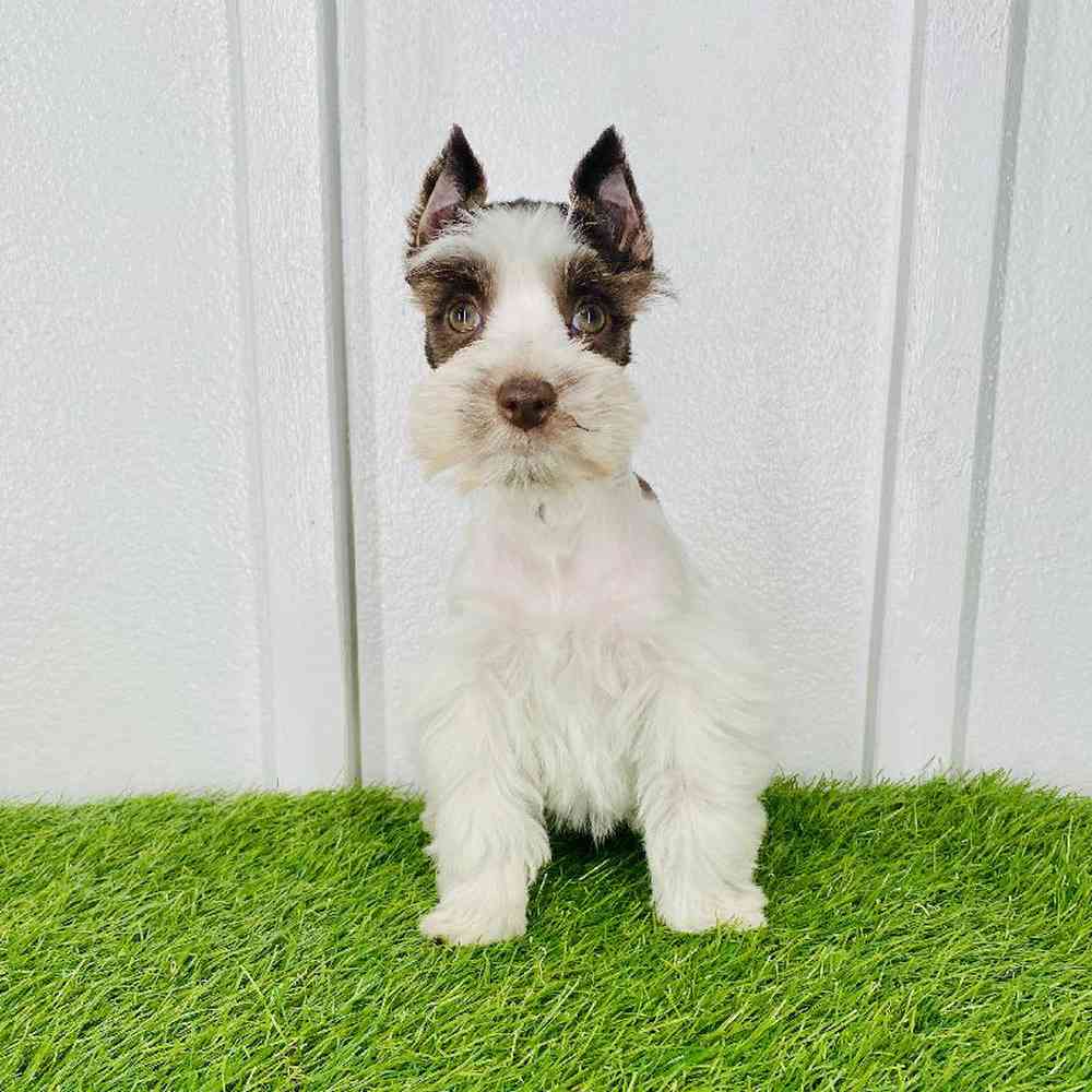 Image of a pet breed in the gallery