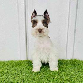 Mini Schnauzer