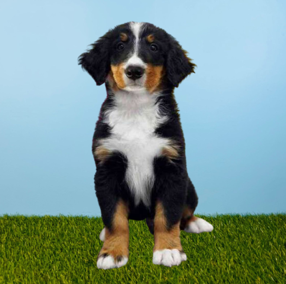 Male Bernese Mountain Dog Puppy for Sale in Tolleson, AZ