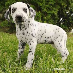 Dalmatian