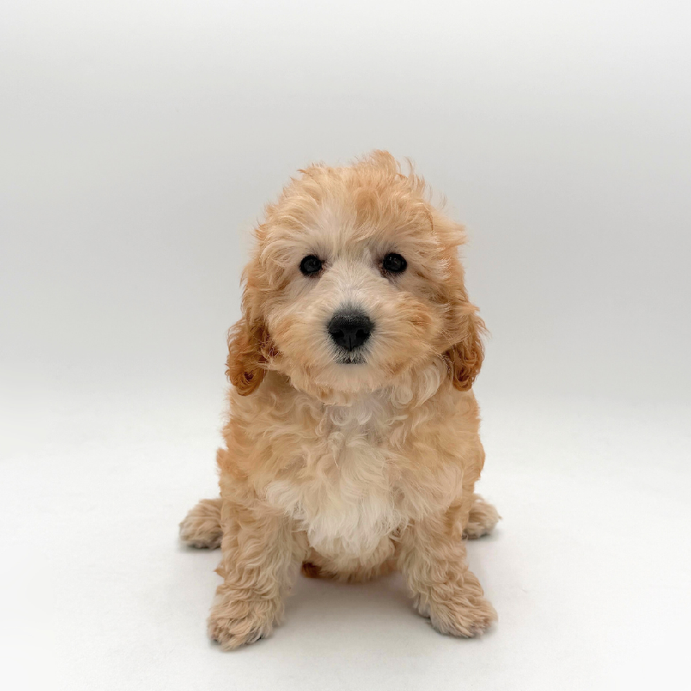 Female Cavapoo Puppies for Sale - San Antonio