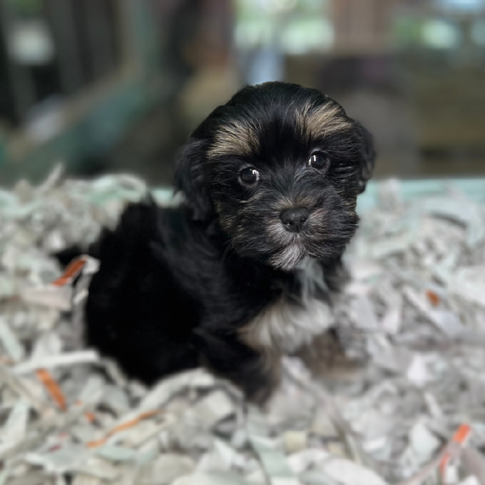 carousel pet images