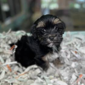 Havanese