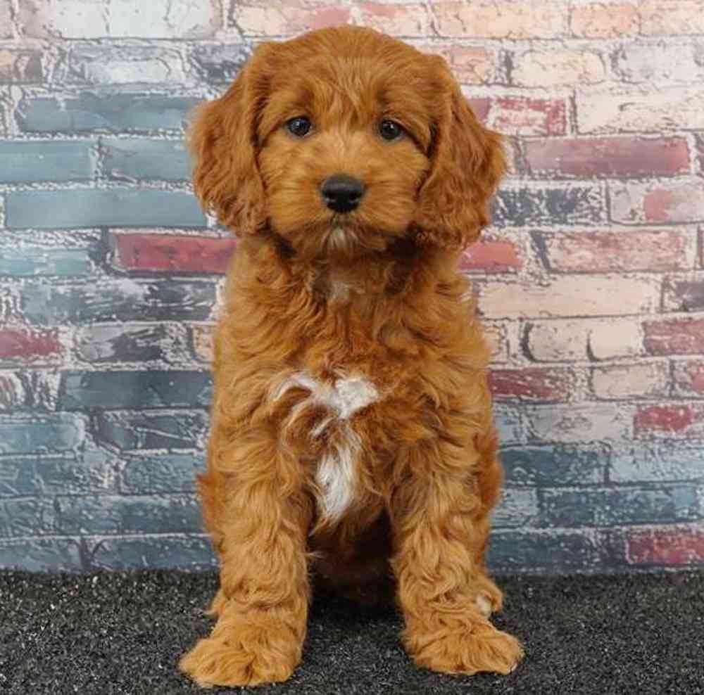 carousel pet images