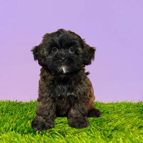 Shizapoo