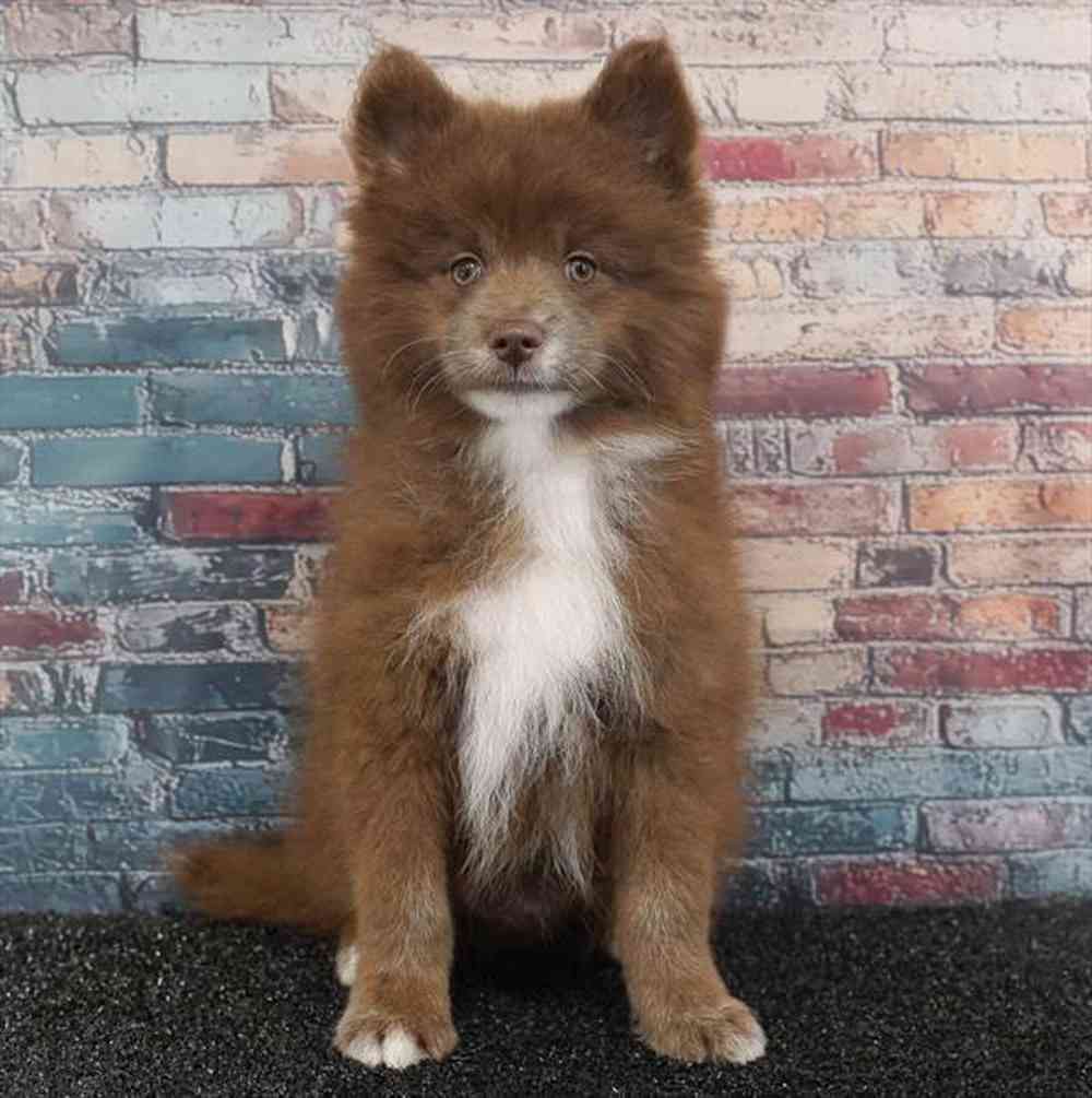 Image of a pet breed in the gallery