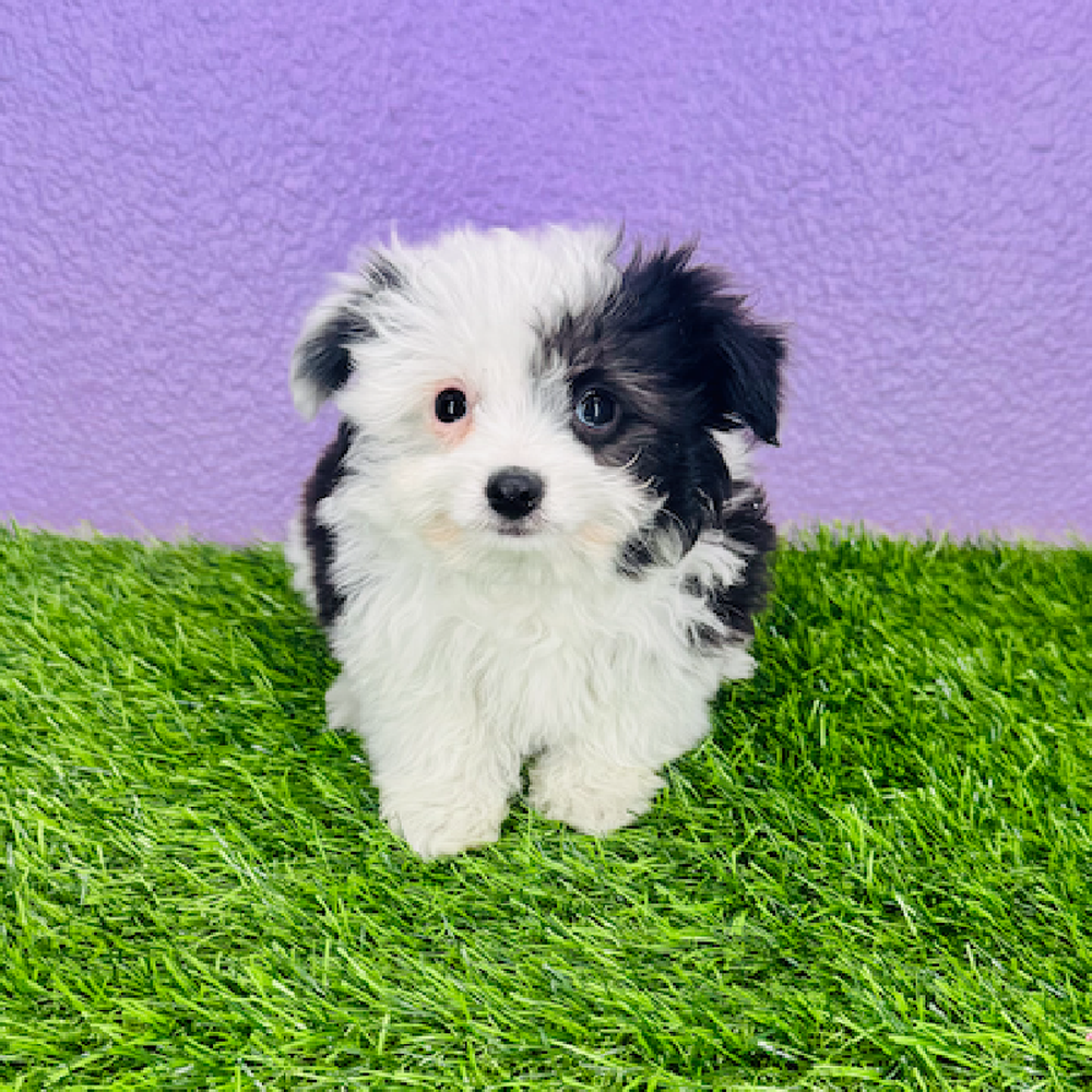Image of a pet breed in the gallery